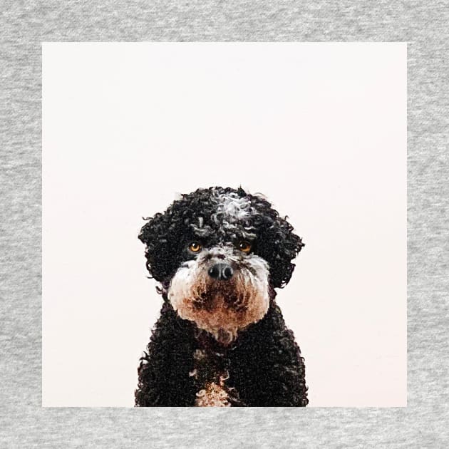 Buster the Havanese Dog by Vin Zzep